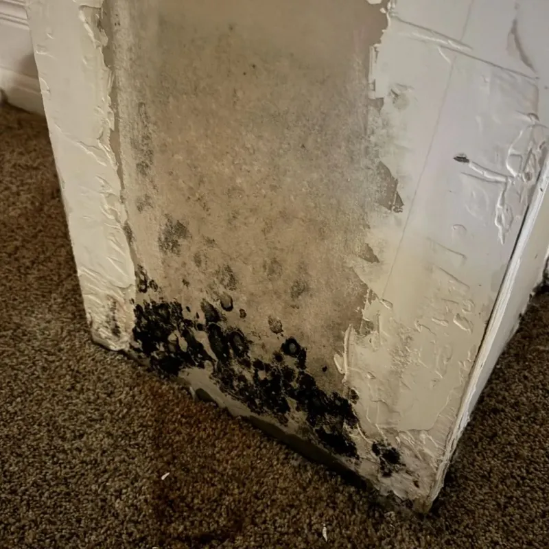 Professional Mold Removal in Southmont, NC